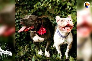 These Pitties Rescued Each Other | The Dodo Pittie Nation
