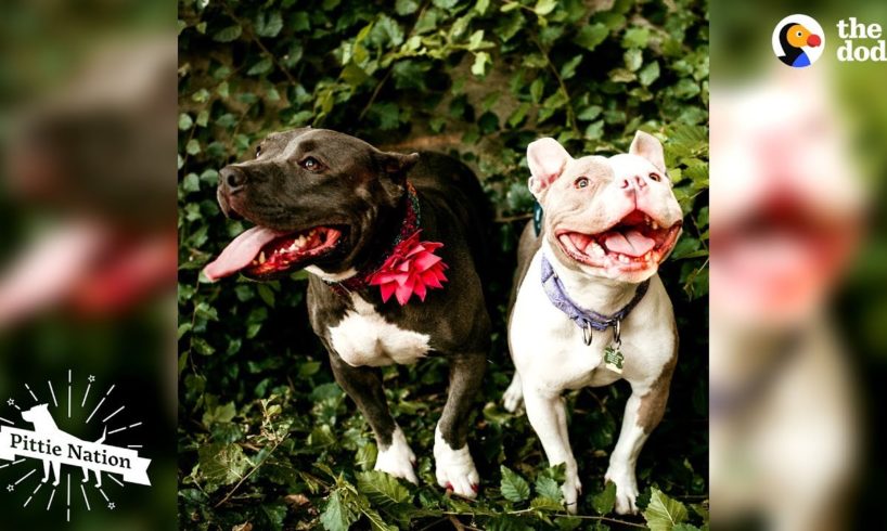These Pitties Rescued Each Other | The Dodo Pittie Nation