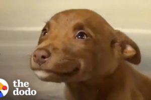 This Adorable Puppy Wouldn’t Stop Smiling in Her Shelter Kennel | The Dodo