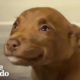 This Adorable Puppy Wouldn’t Stop Smiling in Her Shelter Kennel | The Dodo