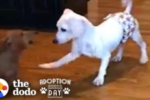 This Puppy Mill Dog Is Finally About To Get A Family | The Dodo Adoption Day