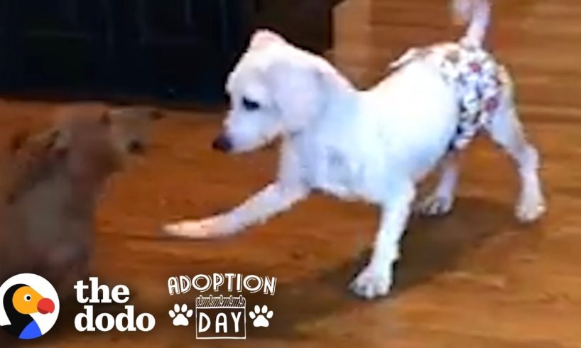 This Puppy Mill Dog Is Finally About To Get A Family | The Dodo Adoption Day