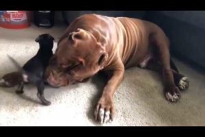 This is the cutest pitbull EVER! meet THE HULK!!