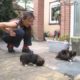 Three cute puppies (Tibetan spaniel / Pekingese), 5 weeks old