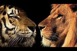 Tige Vs Lion Fights - wild animal fight amazing video