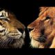 Tige Vs Lion Fights - wild animal fight amazing video