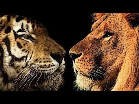 Tige Vs Lion Fights - wild animal fight amazing video