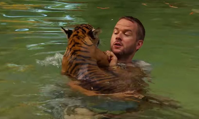 Tiger Cubs Swimming For The First Time | Tigers About The House | BBC