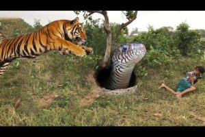 Tiger Vs Snack,Lion Vs Snack Real Fight - Animals Monkey Lion Tiger Snack