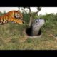 Tiger Vs Snack,Lion Vs Snack Real Fight - Animals Monkey Lion Tiger Snack