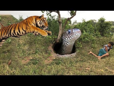 Tiger Vs Snack,Lion Vs Snack Real Fight - Animals Monkey Lion Tiger Snack