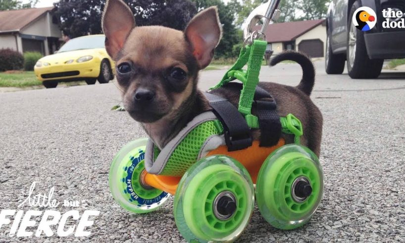Tiniest Puppy Loves To Race Around On His Wheels | The Dodo Little But Fierce