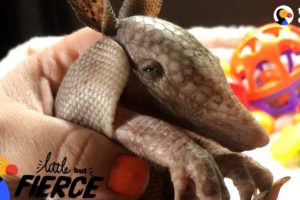 Tiny Armadillo Is Obsessed With Taking Baths  | The Dodo Little But Fierce