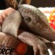 Tiny Armadillo Is Obsessed With Taking Baths  | The Dodo Little But Fierce