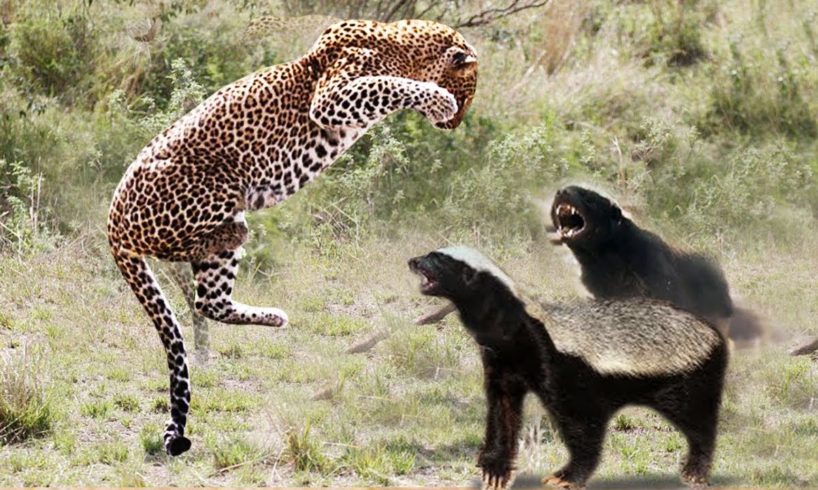 Top 10 Animal Attack FAILS 2019, The Best of Animals Fight Back Compilation