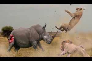Top 10 Animal fights for territory and hunting in nature