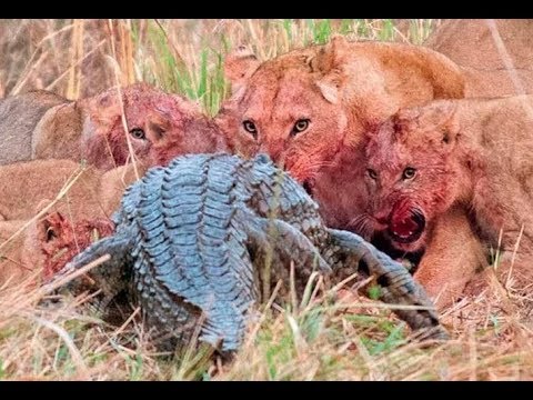 Top 10 Craziest Animal Fights Caught On Camera Part 3 Lions attack