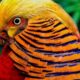 Top 10 Most Stunningly Beautiful Birds in the World