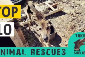 Top 10 animal rescues - 6 years Takis Shelter