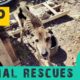 Top 10 animal rescues - 6 years Takis Shelter