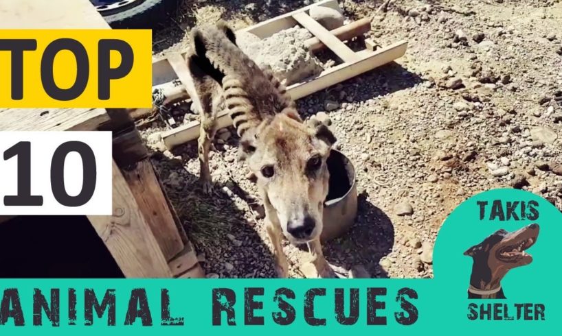 Top 10 animal rescues - 6 years Takis Shelter
