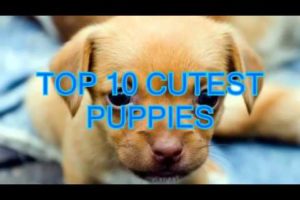 Top 10 cutest puppies in the world 2017 | Cutest puppies compilation video 2016 | 2017