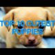 Top 10 cutest puppies in the world 2017 | Cutest puppies compilation video 2016 | 2017