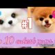 Top 10 cutest puppy pics 2019 #cute (Aditi Tomar)