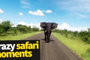 Top 20 Incredible Safari Moments Caught on Camera