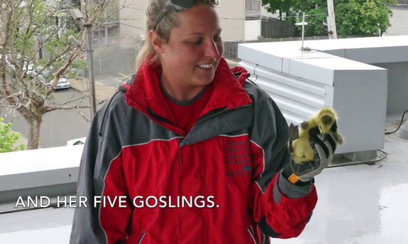 Top 5 Animal Rescues of 2018