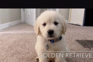 Top 5 Cutest Puppies