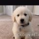 Top 5 Cutest Puppies