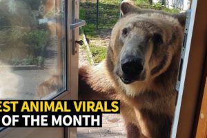 Top Viral Animal Videos - May 2019
