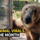 Top Viral Animal Videos - May 2019