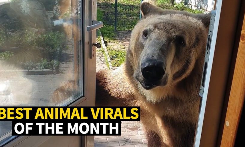Top Viral Animal Videos - May 2019
