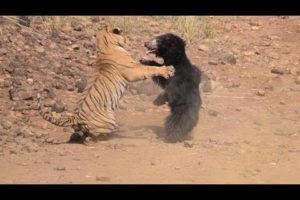 True Power Of Nature: Animal Fights
