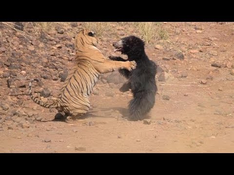 True Power Of Nature: Animal Fights