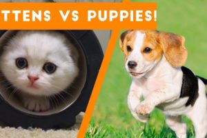 Try Not to AWW! at These Cute Kittens and Funny Puppies | Funny Pet Videos
