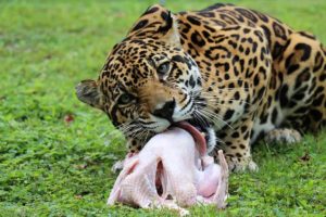 Turkey Time At Big Cat Rescue