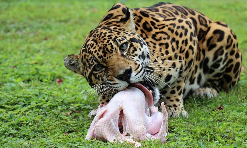 Turkey Time At Big Cat Rescue