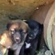 Two Scared Puppies Rescued from a Drain Pipe Will Your WarmHeart