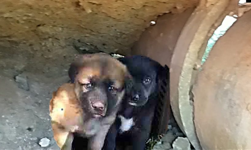 Two Scared Puppies Rescued from a Drain Pipe Will Your WarmHeart