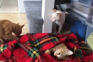 Two cats react to their brother's death