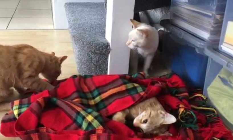 Two cats react to their brother's death