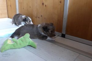 VDH Shelties vom Ponyhügel: Welpen Polly und Paddy in Woche 4! Cutest puppies in week 4!