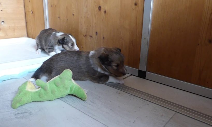 VDH Shelties vom Ponyhügel: Welpen Polly und Paddy in Woche 4! Cutest puppies in week 4!