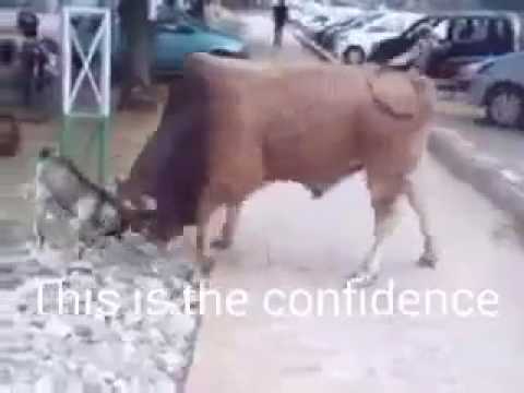 Viral video a bull Vs a goat amazing animal fight