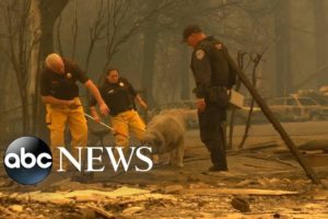Volunteers in California brave the fires to rescue animals from the flames