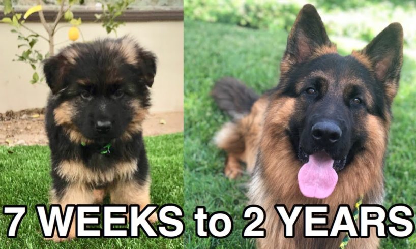 WATCH MY PUPPY GROW | GERMAN SHEPHERD