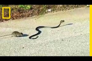 Watch: Mother Rat Saves Baby from Snake | National Geographic